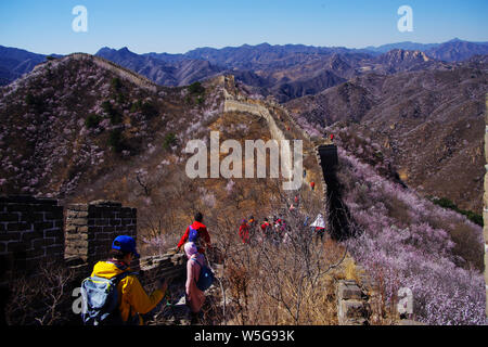 Paysage de la Grande Muraille de Zhuangdaokou, une des plus sauvages régions de la Grande Muraille de Chine, décoré de fleurs de pêchers en fleur pleine de Huai Banque D'Images