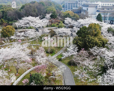 Le Mausolée de Ming Xiaoling est entouré de fleurs de cerisier en fleur pleine à la Purple Mountain à Shanghai, la Chine de l'est de la province de Jiangsu, 25 Banque D'Images