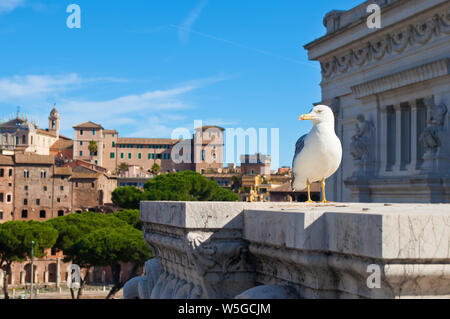 Une mouette debout sur l'autel de la patrie contre Mercati di Traiano. Vieille ville de Rome, Italie. Journée d'automne sans nuage Banque D'Images