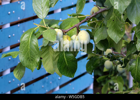 Les prunes vertes sur les branches d'arbres à maturité dans le jardin. Banque D'Images