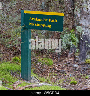 Signe d'avalanches, sur un sentier de randonnée dans le parc national des lacs de Nelson, Nouvelle-Zélande. Banque D'Images