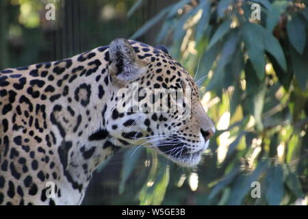 Yuma jaguar mâle du zoo de Rostock Allemagne Panthera onca Banque D'Images