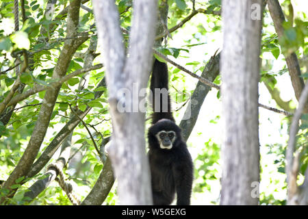 Les singes : gibbon hanging in tree Banque D'Images