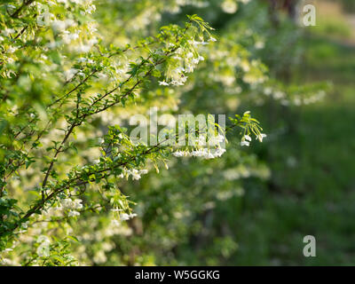 Libre Bande de fleurs de jasmin d'eau isolé sur fond Banque D'Images