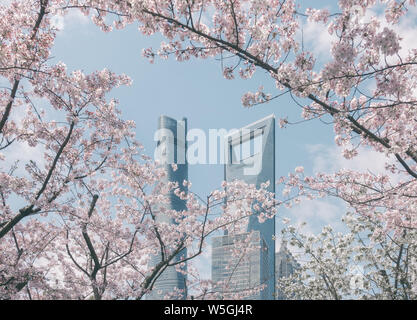 Le Shanghai World Financial Centre, droit, et Shanghai Tower sont vus dans le ciel au-dessus de fleurs de cerisier au quartier financier de Lujiazui à Pudong, Banque D'Images