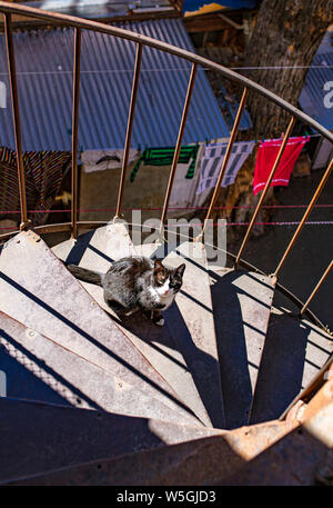 Un chat sur spiral, en colimaçon, Tbilissi, la capitale géorgienne - vintage architecture de la vieille ville. Banque D'Images