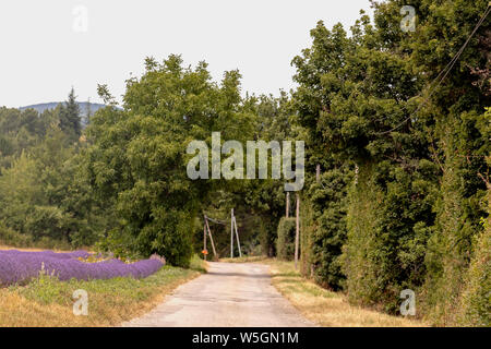 Paysage avec l'arrière-plan légèrement flou campagne petite route de terre le long du champ de lavande pourpre en Provence village, France Banque D'Images