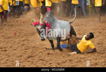 Jallikattu ou d'apprivoiser le taureau est l'un des plus vieux sports anciens,il est tenu dans les villages de Tamil Nadu dans le cadre de la fête du village. Banque D'Images