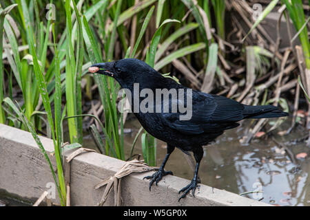 Corneille noire (Corvus corone) nourrir près d'un étang Banque D'Images