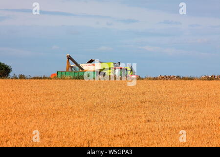 À travers le champ de blé la moissonneuse-batteuse, décharge son précieux courrier de blé dans une remorque de tracteur d'attente à la dépose grain store. Banque D'Images