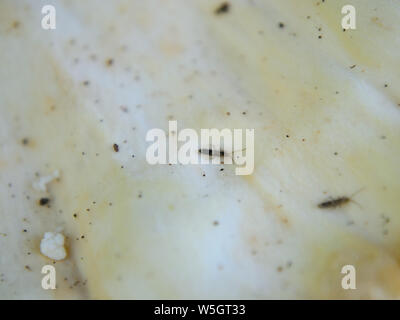 De champignons Macro : sulphureus texture Banque D'Images