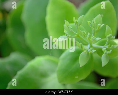 Close up de showy stonecrop Hylotelephium spectabile bourgeons, Banque D'Images