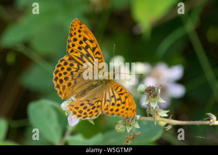 Silver-lavé fritillary Argynnis paphia, papillon, l'alimentation, sur Bramble, Rubus fruticosus, blackberry, Sussex, UK, Juillet Banque D'Images