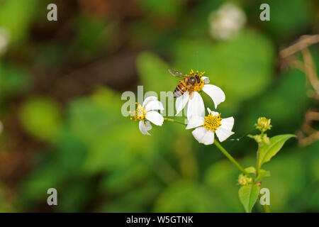 Abeille sur Bidens pilosa fleur dans les champs Banque D'Images