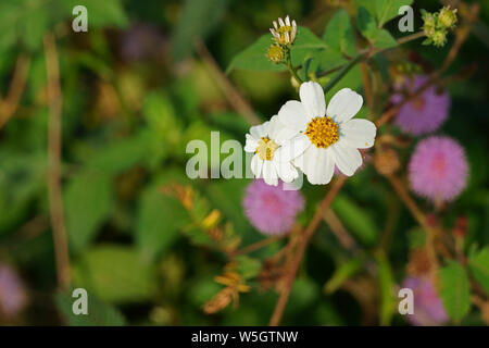 Bidens pilosa fleur qui s'épanouit dans la matinée. Plante herbacée Banque D'Images