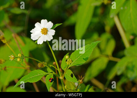 Bidens pilosa fleur branche. Plante herbacée Banque D'Images