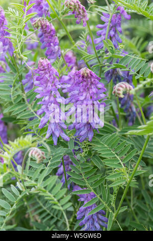 Vesce jargeau, vache, vesce vesce Vicia cracca, oiseaux, Auburn, Sussex, UK, Juillet Banque D'Images