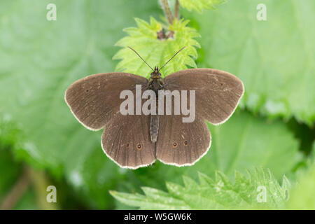 Ringlet, ailes écartées, vue du dessus, le repos, l'Aphantopus hyperantus, papillon, Sussex, Juillet Banque D'Images