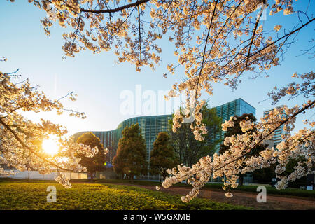 Les cerisiers en fleurs au printemps, le Centre National des Arts, Roppongi, Tokyo, Japon, Asie Banque D'Images