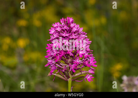 Anacamptis pyramidalis - l'orchidée pyramidale Banque D'Images