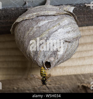 Dolichovespula sylvestris arbre travailleur Wasp nest papier laissant Banque D'Images