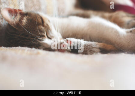 Chat tigré profondément endormi sur un lit Banque D'Images