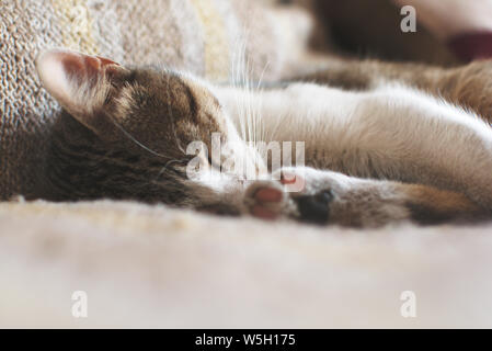 Chat tigré profondément endormi sur un lit Banque D'Images