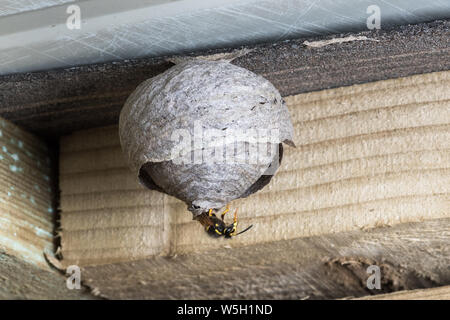 Reine Guêpe Dolichovespula sylvestris arbre sortant de nid de papier Banque D'Images