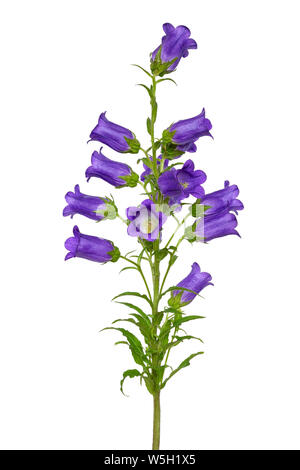 Campanula flower isolated on white background Banque D'Images