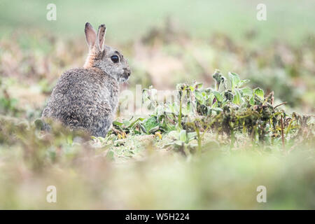 Sur l'île de Skomer Lapin, Pembrokeshire Coast National Park, au Pays de Galles, Royaume-Uni, Europe Banque D'Images