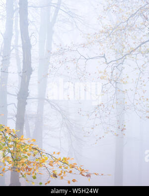 Le brouillard intense parmi les hêtres en automne avec leurs feuilles de couleur attrayante à Woodbury, Château près de Exmouth, Devon, Angleterre, Royaume-Uni Banque D'Images