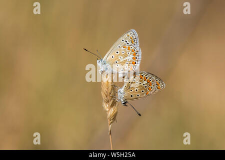 Une paire d'Adonis blue (Polyommatus bellargus) papillons accouplement, Andalousie, espagne. Banque D'Images