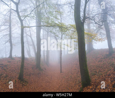 Le brouillard intense parmi les hêtres en automne avec leurs feuilles de couleur attrayante à Woodbury, Château près de Exmouth, Devon, Angleterre, Royaume-Uni Banque D'Images