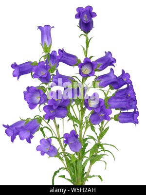 Campanula fleurs isolé sur fond blanc Banque D'Images