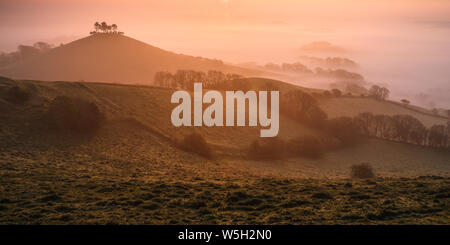 Misty le lever du soleil sur la tête de pin distinctif Colmer's Hill près de Bridport, Dorset, Angleterre, Royaume-Uni, Europe Banque D'Images