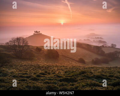 Misty le lever du soleil sur la tête de pin distinctif Colmer's Hill près de Bridport, Dorset, Angleterre, Royaume-Uni, Europe Banque D'Images