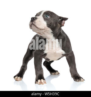 Brave American Bully à la recherche sur le côté et posing while standing on white background studio Banque D'Images