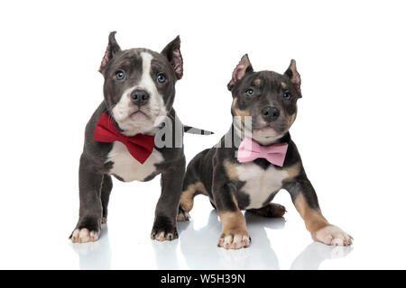 Brave American Bully puppies hâte en toute confiance et posing while wearing bowties et debout sur fond studio blanc Banque D'Images