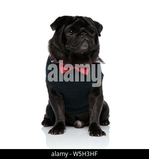 Bouleversée et à pug noir fronçant tout en portant un pull bleu et un nœud Papillon rouge, sitting on white background studio Banque D'Images