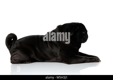 Vue latérale d'un pug difficiles à l'avant et de froncer tout en étant allongé sur fond studio blanc Banque D'Images