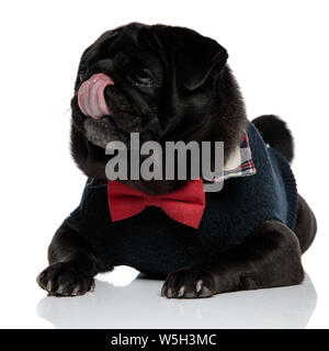 Pug bouleversé à l'avant et de froncer tout en léchant son nez et vêtu d'un pull bleu avec un noeud papillon rouge, couché sur fond studio blanc Banque D'Images