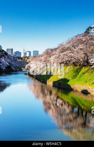 Printemps fleur de cerisier, Chidorigafuchi, Chiyoda ku, Tokyo, Japon, Asie Banque D'Images