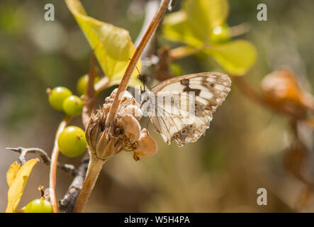 Péninsule ibérique, papillon, blanc marbré (Melanargia lachesis ) reposant sur fleur. L'Andalousie, espagne. Banque D'Images