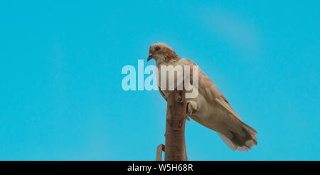 Close up d'un pigeon assis sur une pièces de bois ,fond de ciel bleu. Banque D'Images