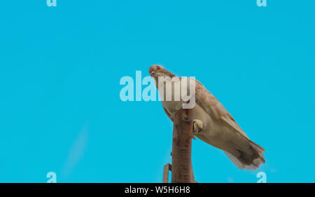 Close up d'un pigeon assis sur une pièces de bois ,fond de ciel bleu. Banque D'Images