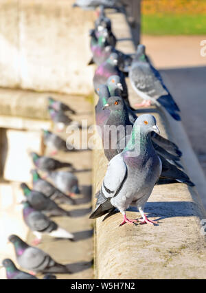 Colombes gris sur la rue. Les oiseaux de la ville. Banque D'Images