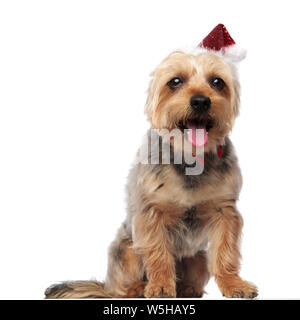 Yorkshire Terrier wearing a Santa Claus hat en position assise et looking at camera haletant sur fond studio blanc Banque D'Images