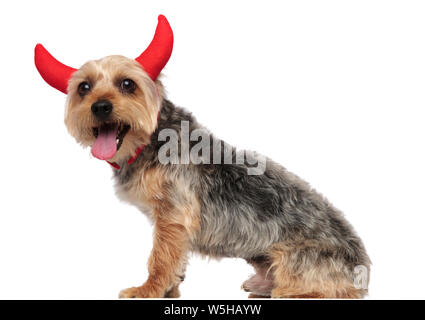 Photo d'un caniche qui porte des cornes, se dresse sur le côté et à la caméra à tout haletant sur fond studio blanc Banque D'Images