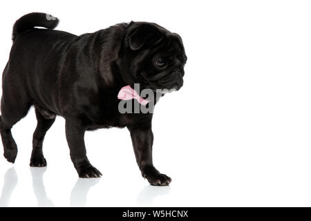 Le pug curieux et à la recherche de quelque chose de pas à pas, tout en portant un nœud papillon rose et avoir la bouche fermée, on white background studio Banque D'Images