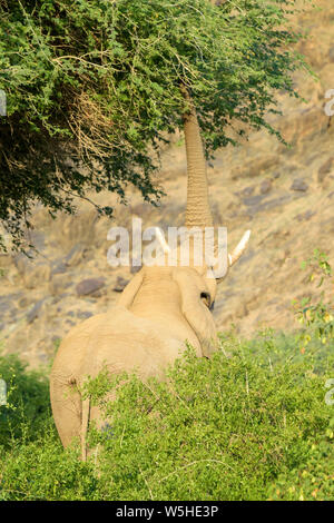 L'éléphant d'Afrique, le désert-adapté Elephant (Loxodonta africana) bull manger les feuilles et brindilles d'acacia, Hoanib, désert, Namibie Kaokoland Banque D'Images